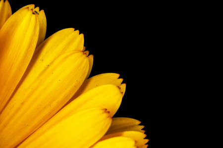 Closeup of yellow flower petalsの写真素材