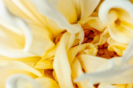 Closeup of white flowerの写真素材