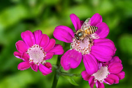 Pink flowers in green