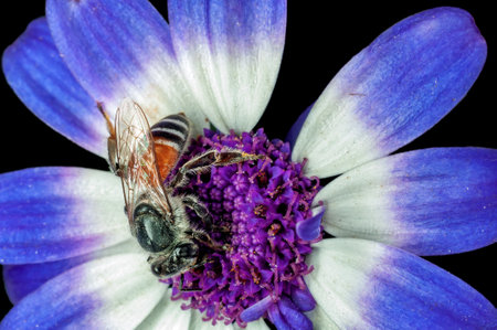 Bee is sucking nectar from blue flowersの写真素材