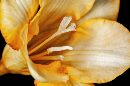 Closeup of white flower