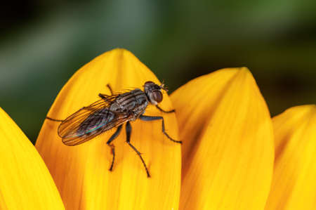 Housefly taking rest on yellow flower petalsの写真素材