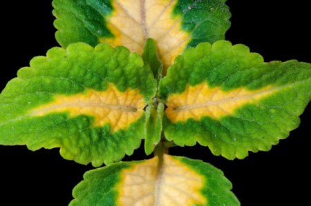 Closeup of beautiful green leaves
