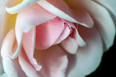 White rose showing fine textureの写真素材