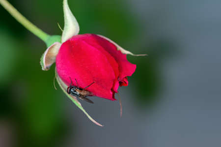 Red rose bud in greenの写真素材