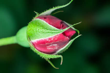 Red rose bud in greenの写真素材