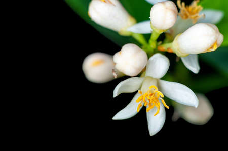Small white flowers on a plant