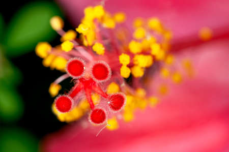 Closeup of hibiscus pollen showing beautiful patternの写真素材