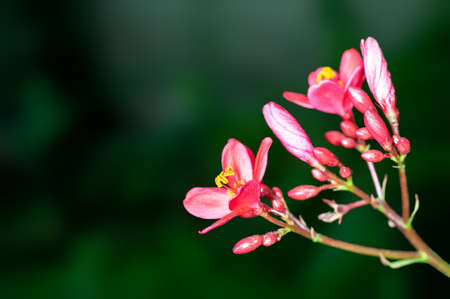 Beautiful pink flowers and buds on a plantの写真素材