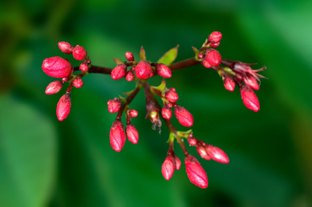 Beautiful pink flowers buds on a plantの写真素材