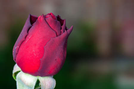 Closeup of rose budの写真素材