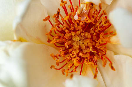 Closeup of white rose pollenの写真素材