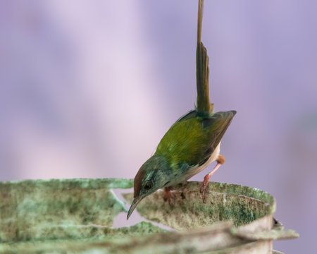 Common tailorbird is sitting on a bucketの写真素材