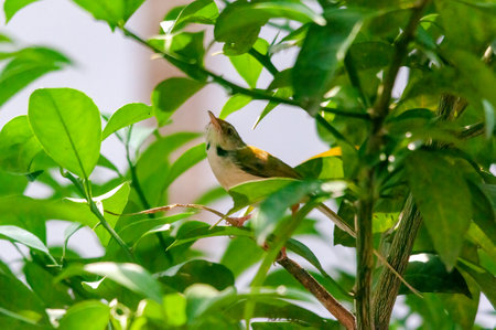 Common tailorbird is sitting on a tree branchの写真素材