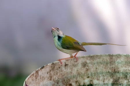 Common tailorbird is sitting on a bucket