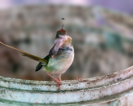 Common tailorbird is sitting on a bucket