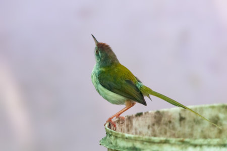 Common tailorbird is sitting on a bucket