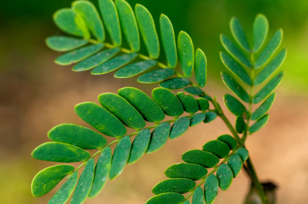 Green leaves showing beautiful patternの写真素材