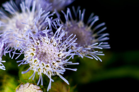 Purple wild flowers