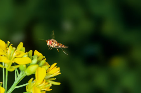 Bee is hovering on mustard flowers