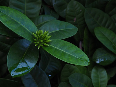 fresh leaf.