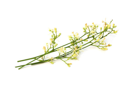 Medicinal Neem Flower over white backgroundの写真素材