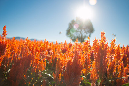 flowersの写真素材