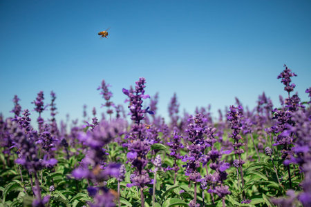 flowersの写真素材
