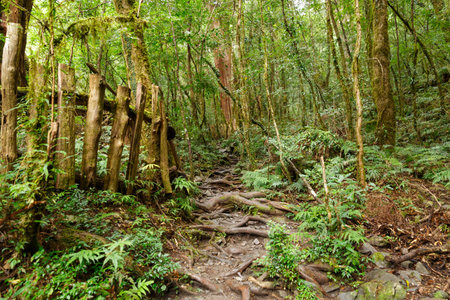 forest