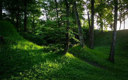 Sunbeams in Natural Woodland の写真素材