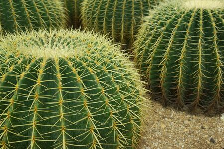 Close up shot of cacti in botanical garden 