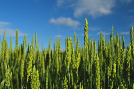 Wheat field