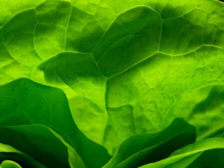 lettuce closeup