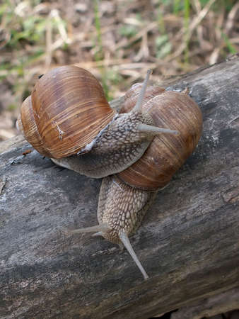 couple of snailsの写真素材