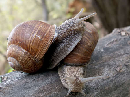 couple of snails