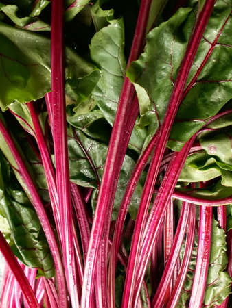 fresh beetroot's leavesの写真素材