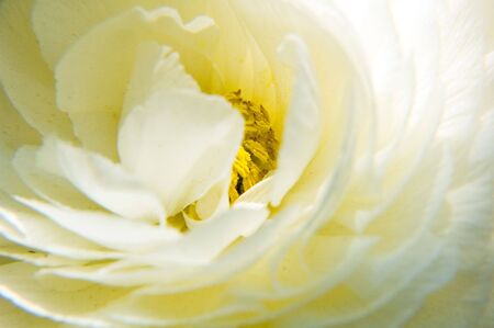 romantic white flowerの写真素材