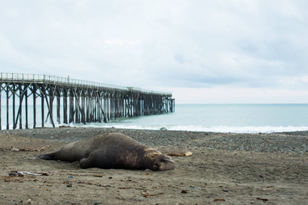 A tired elephant seal sleeping on the beach with a wooden pier in the background during mating seasonの写真素材