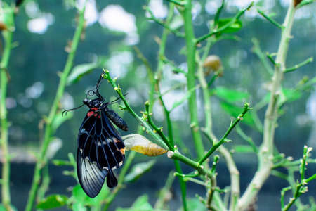 Butterfly leaving its cocoon