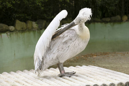 pelican on a pontoonの写真素材