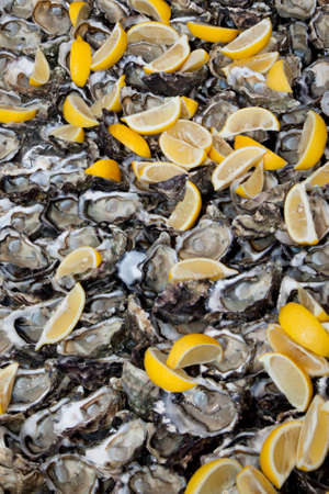 Oyster