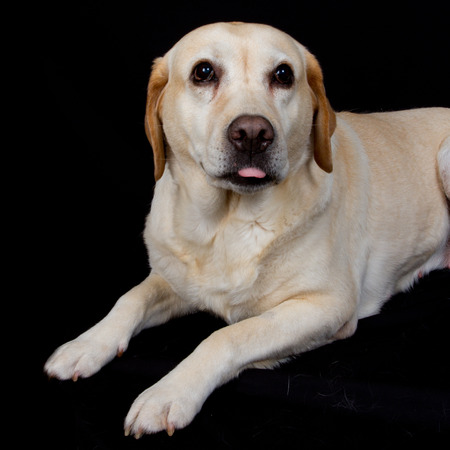 Labrador, retrieverの写真素材