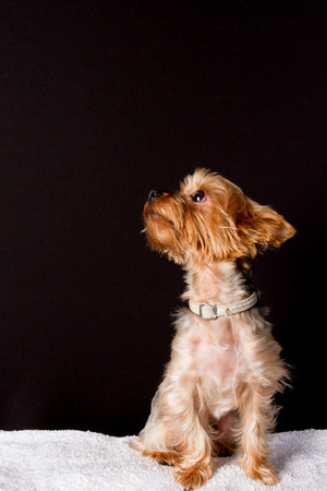 Cute little yorkshire terrier white backgroundの写真素材