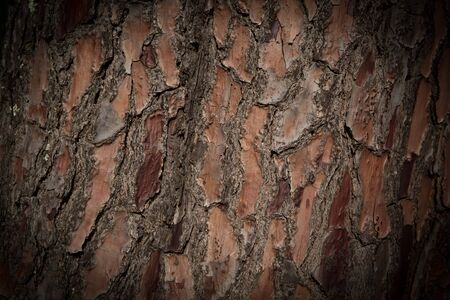 Old wood, background texture