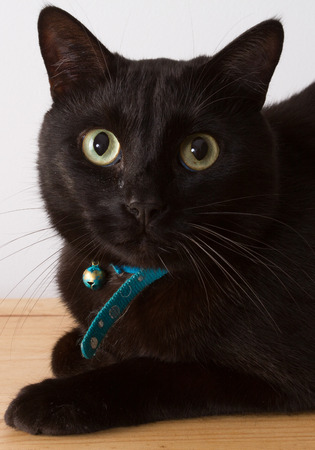 Black Siberian cat . Studio shootの写真素材