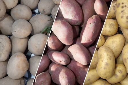 Potato varieties - Fresh Variety of potatoes,の写真素材
