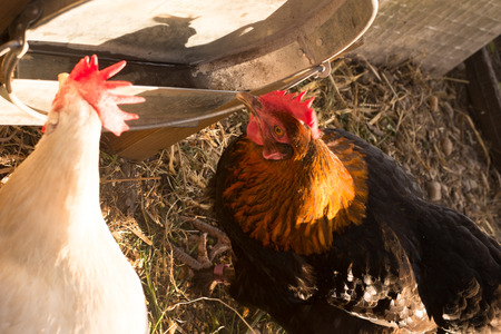 White and black and red hens walking on rural yardの写真素材