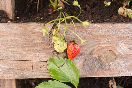 The fresh strawberry with green leaves in the gardenの写真素材