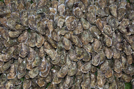 Fresh Oyster on a background with slice of lemonの写真素材