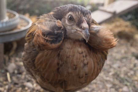 Portrait of hen  in a house hens in the gardenの写真素材